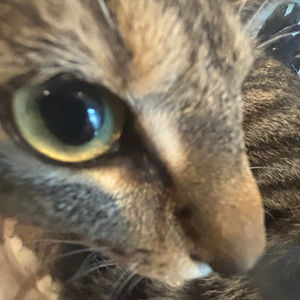 Meet your Posher, Josimar